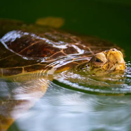 Exclusive Paradise 3 * Dalyan