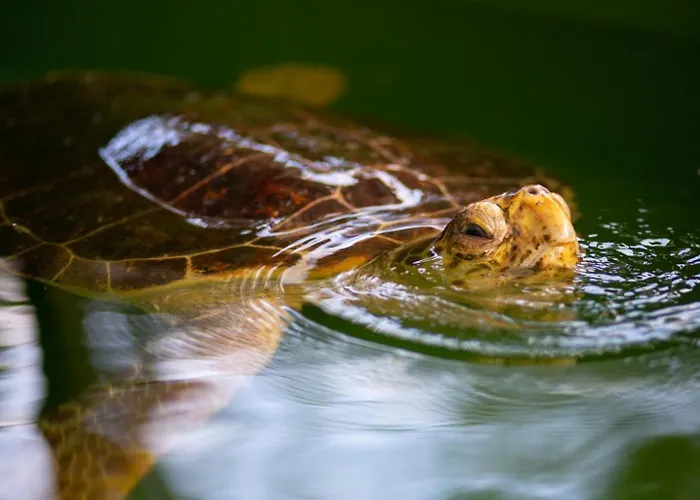 Exclusive Paradise 3 * Dalyan